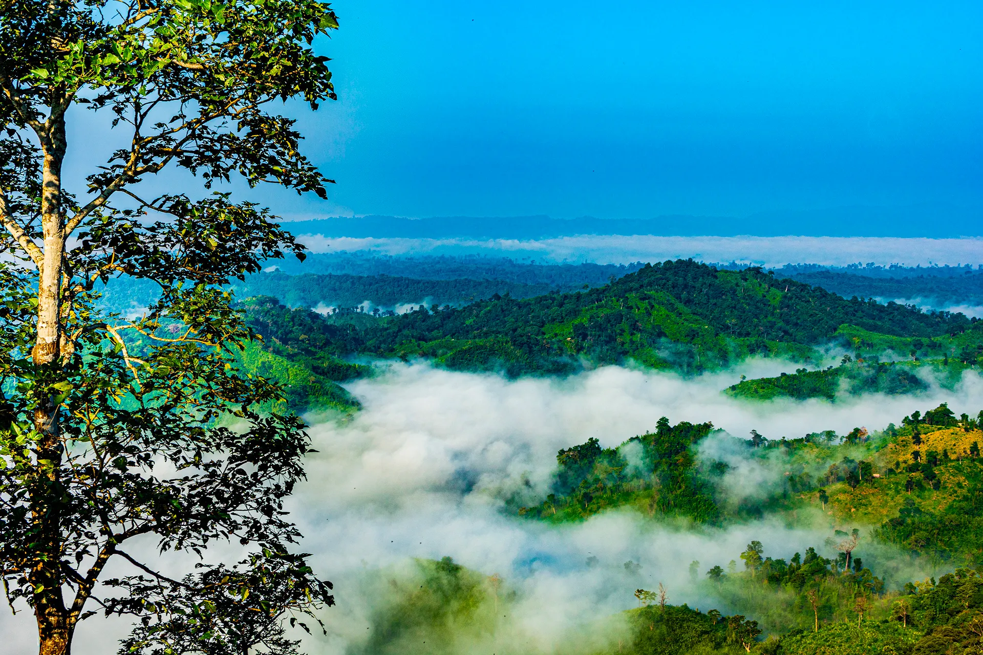 hills covered with green plants \]
