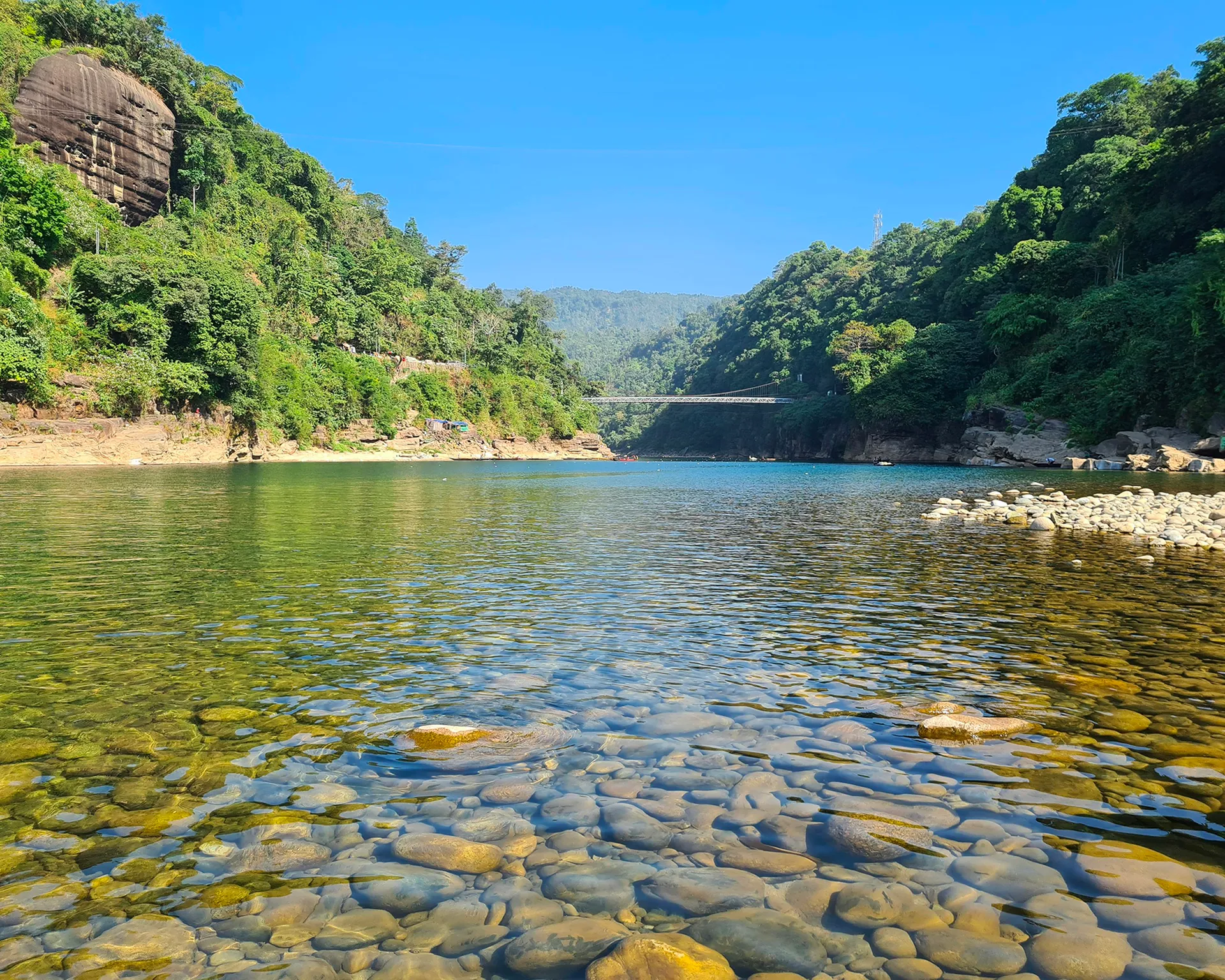 hills covered with green plants \]